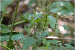 Eranthemum capense var. concanense